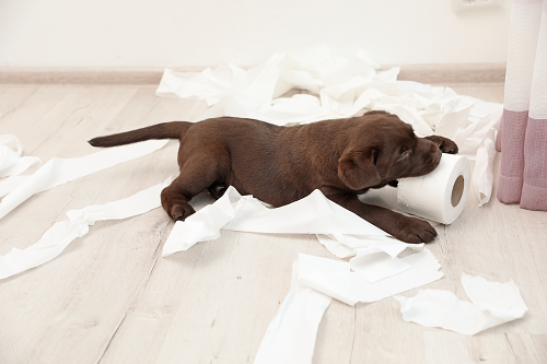4 Ways Your KPIs Remind Me of Our New Puppy